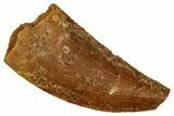 Serrated Raptor Tooth - Real Dinosaur Tooth #333373-1